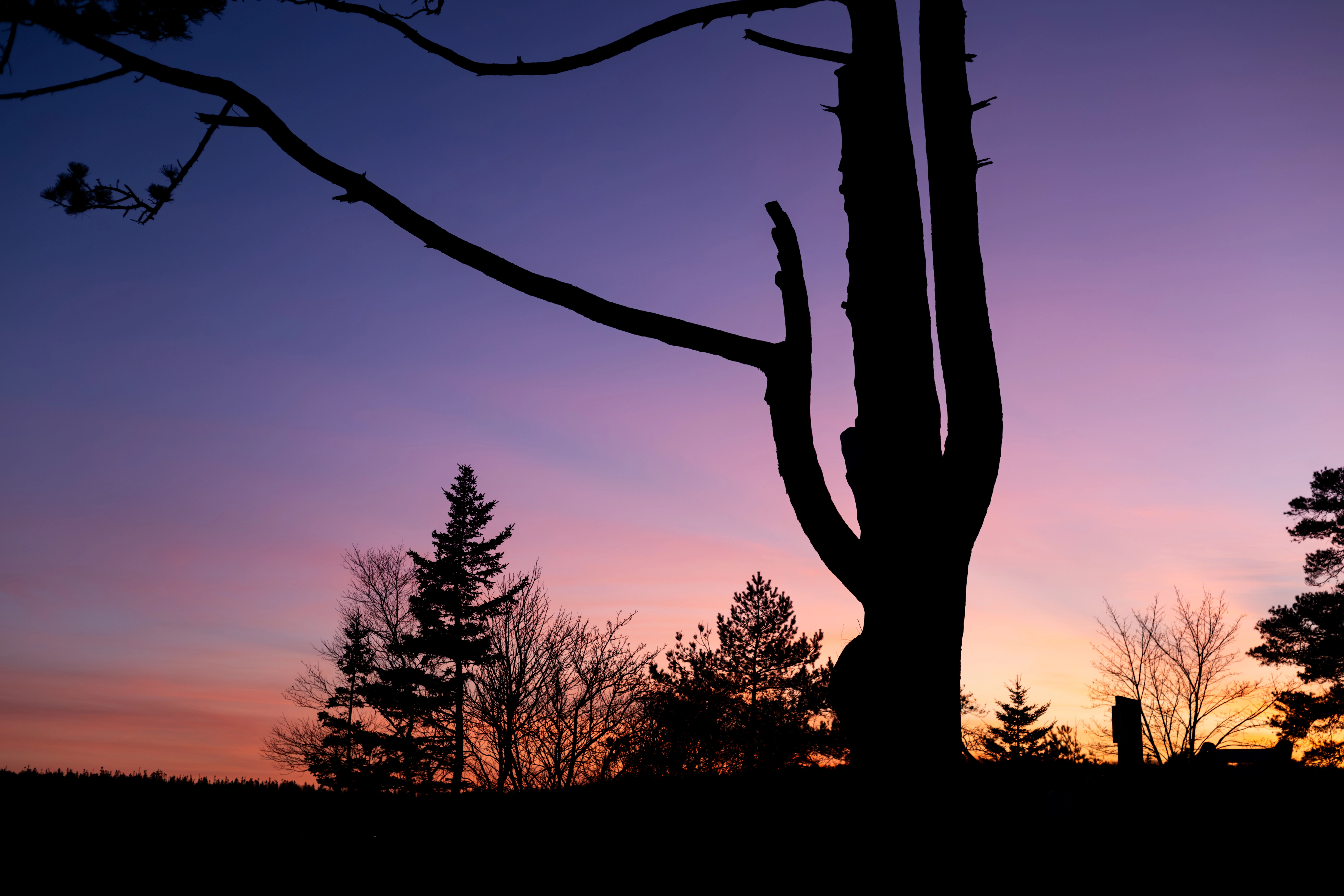 Silhouette of a tree at sunset - Point Pleasant Park